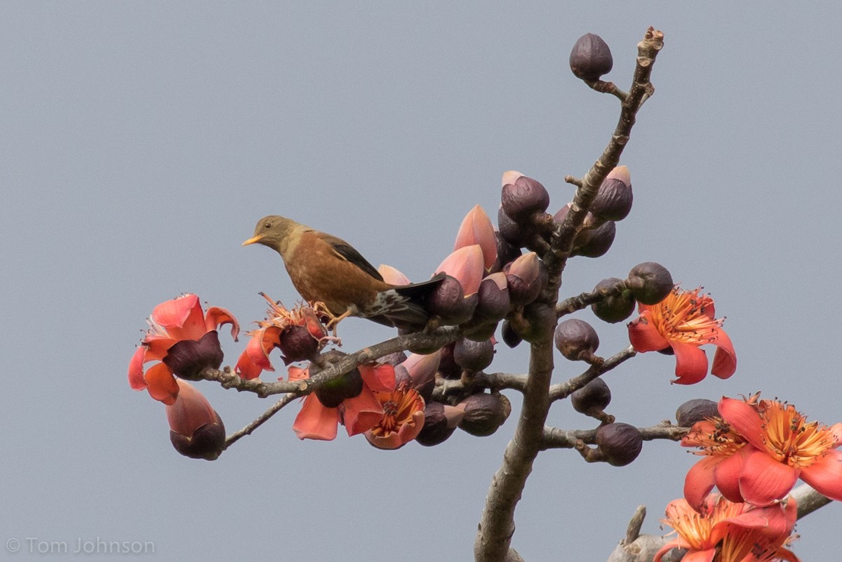 Chestnut Thrush - ML140747211