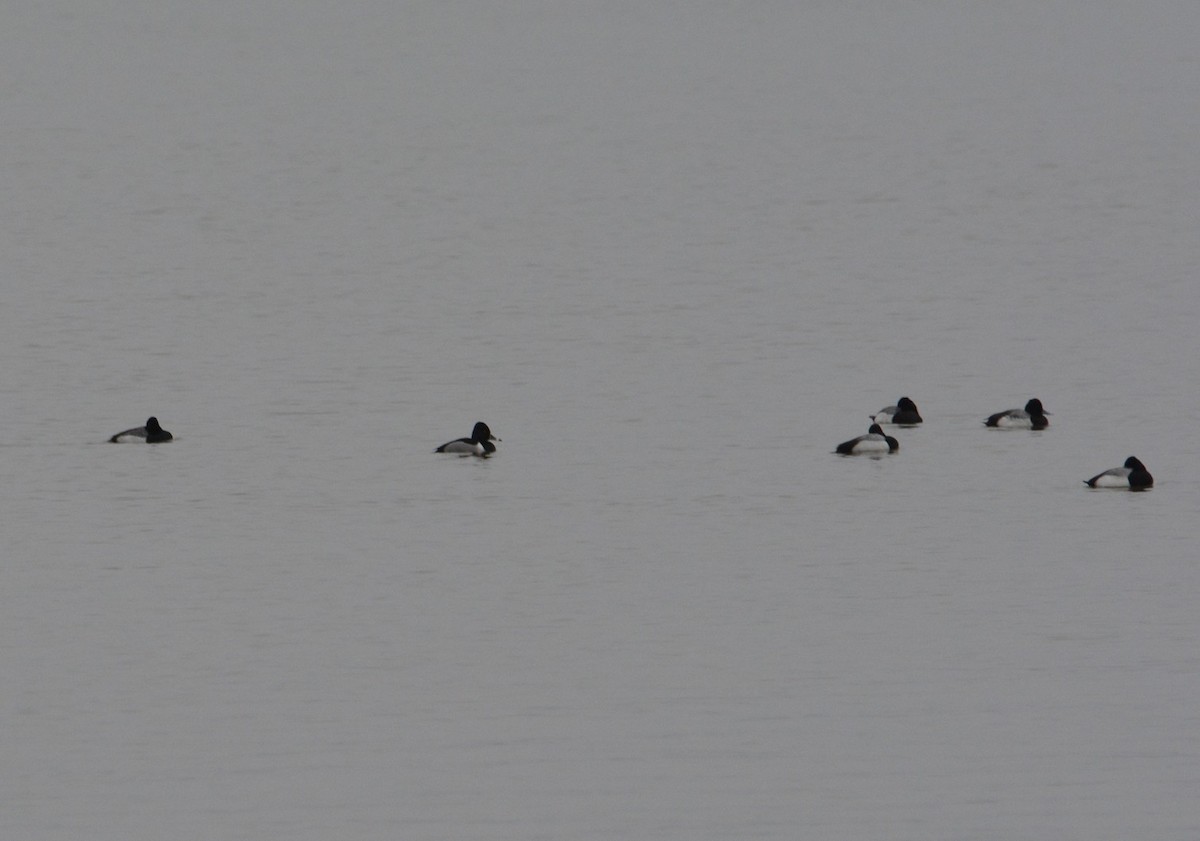 Ring-necked Duck - ML140747241