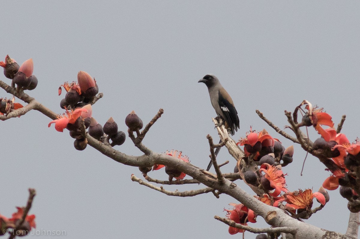 Gray Treepie - ML140747331