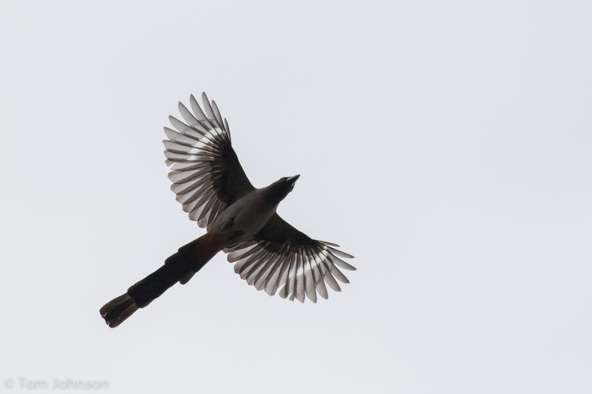 Gray Treepie - ML140747351