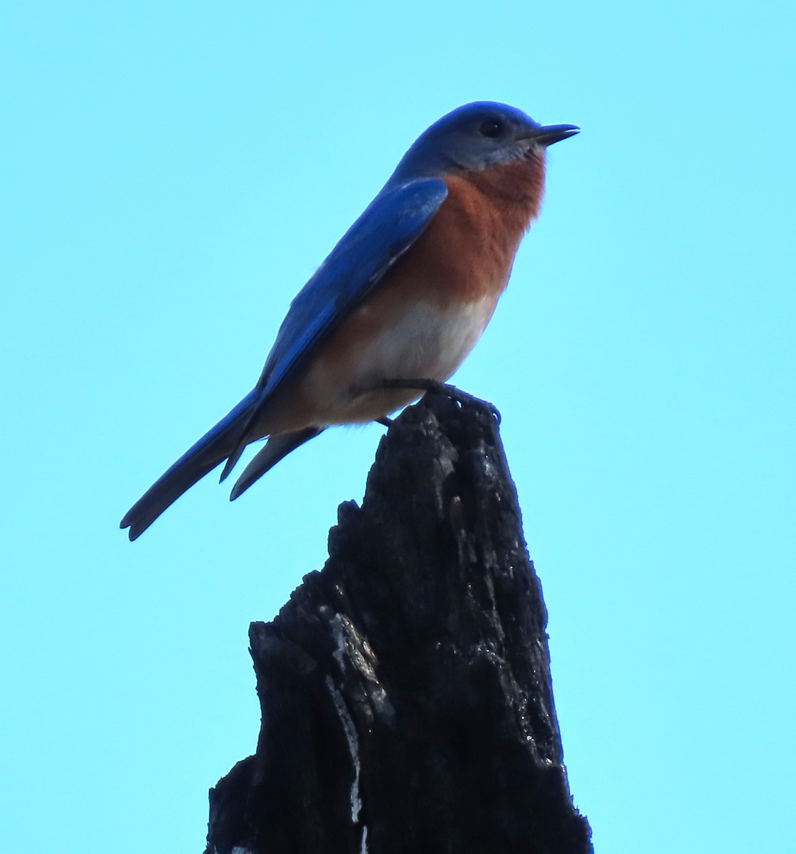 Eastern Bluebird - ML140747421