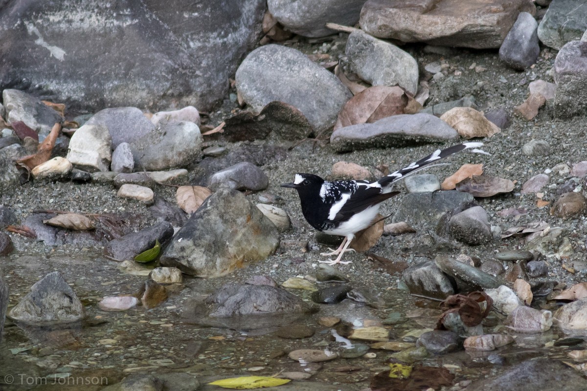 Spotted Forktail - ML140747461