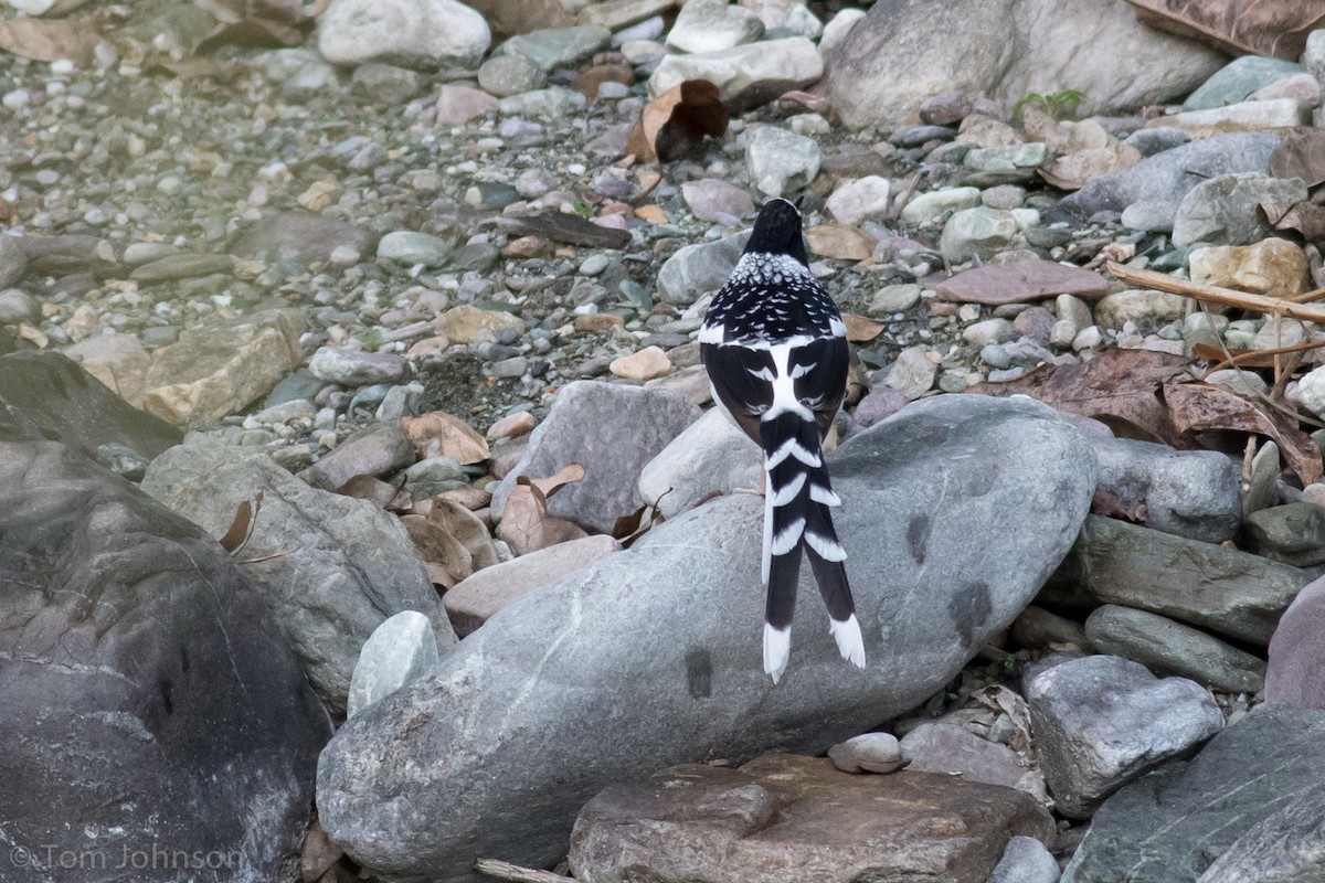 Spotted Forktail - ML140747471