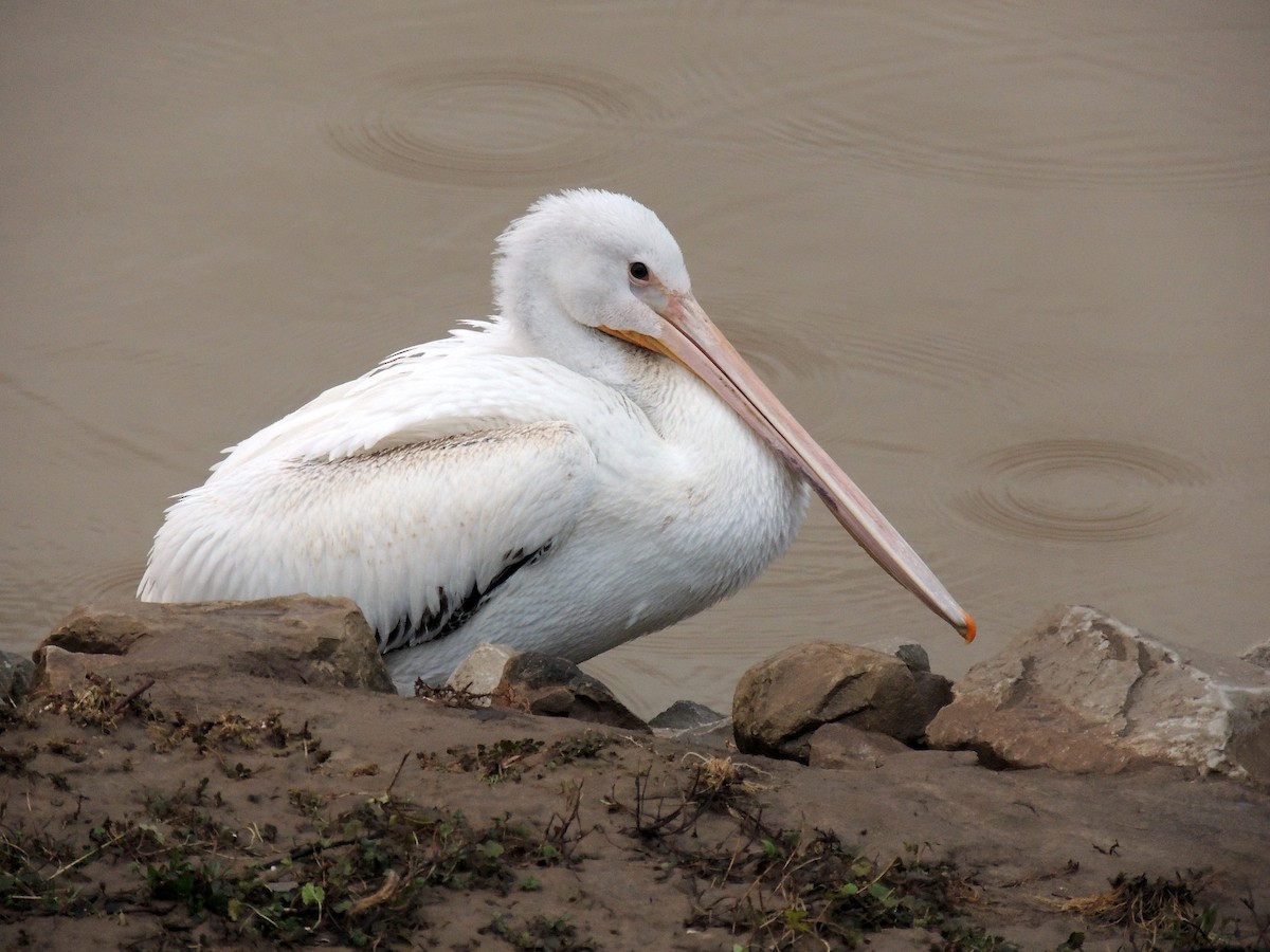 American White Pelican - ML140747761