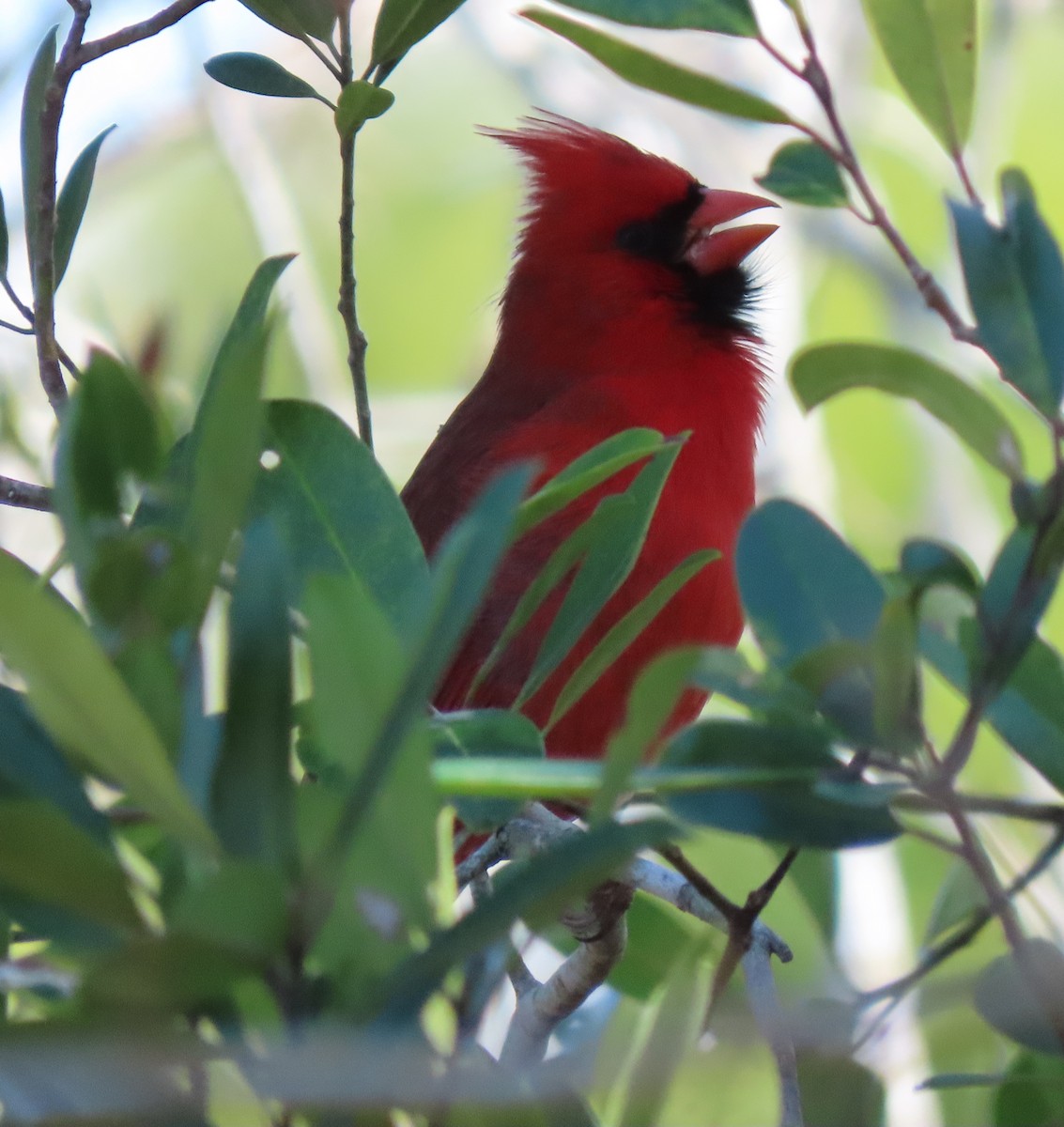 Cardinal rouge - ML140747891