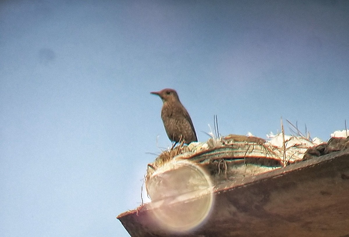 Цэнхэр жижир - ML140748551