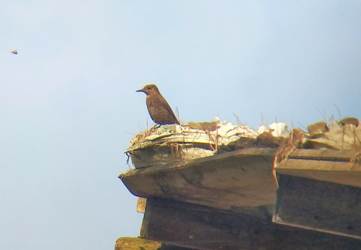 Цэнхэр жижир - ML140748581