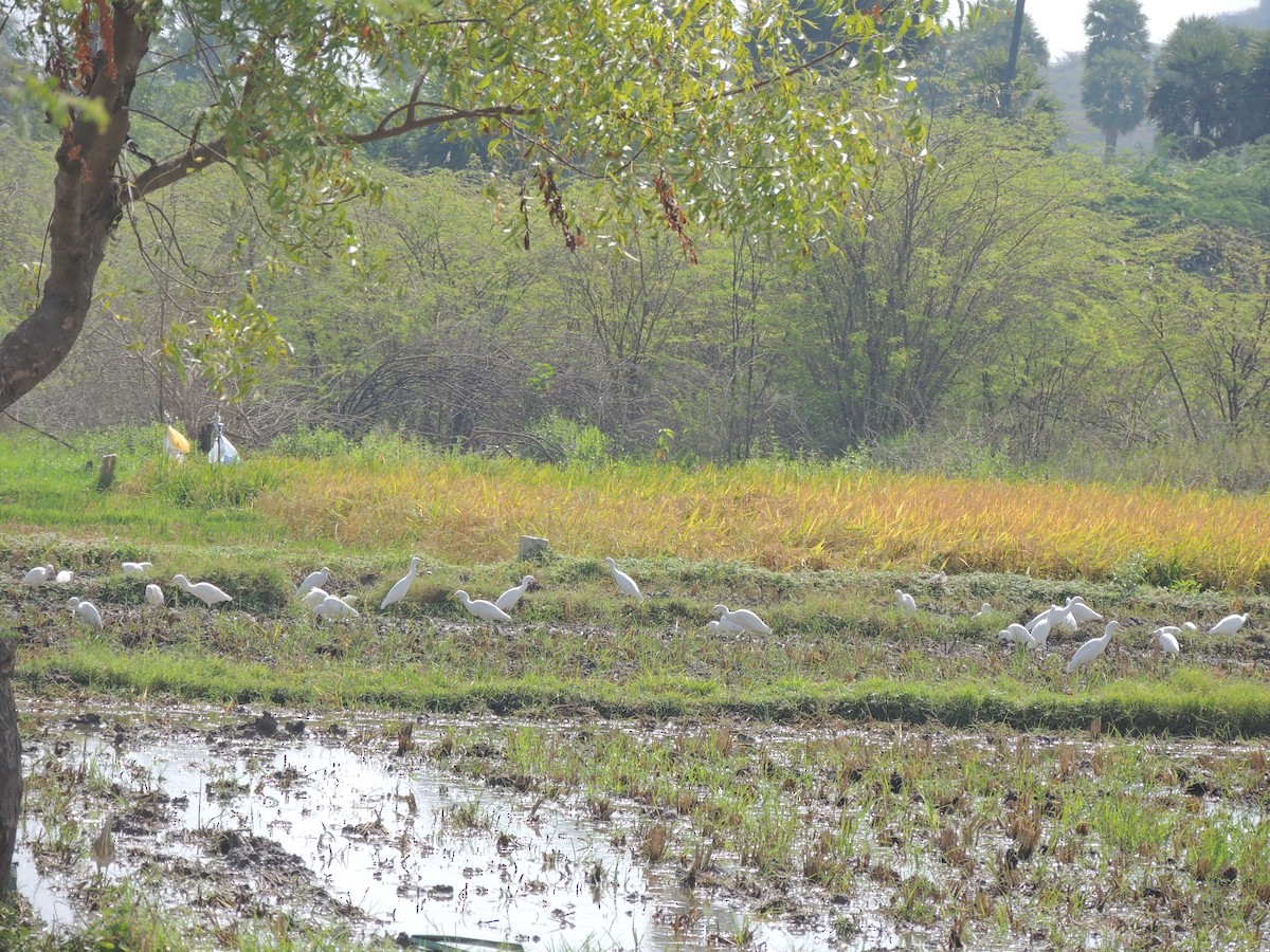 Eastern Cattle Egret - ML140749371