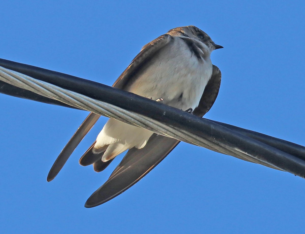 Northern Rough-winged Swallow - ML140749401