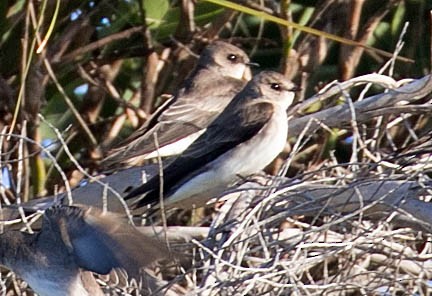 Golondrina Aserrada - ML140749451