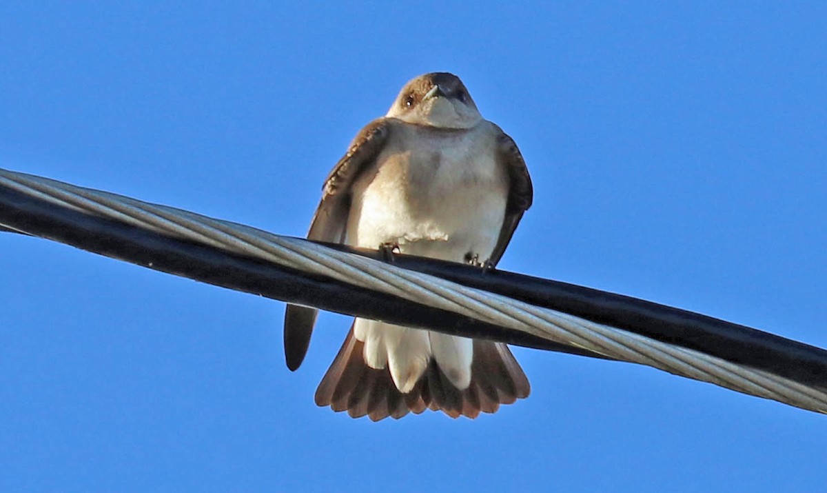 Northern Rough-winged Swallow - ML140749761