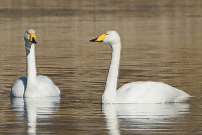 Whooper Swan - ML140749901