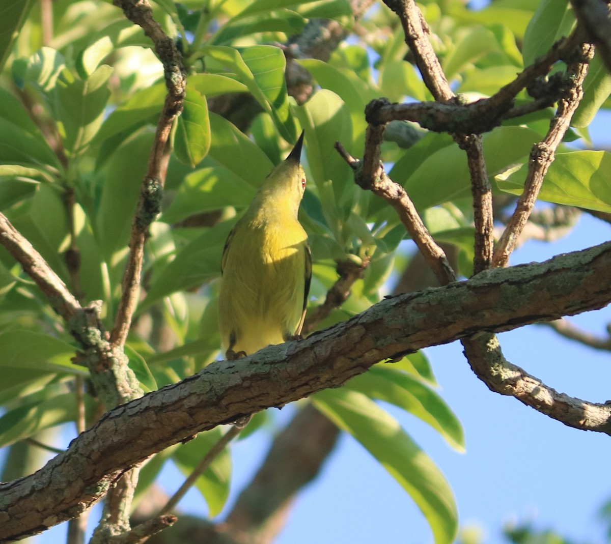 Braunkehl-Nektarvogel - ML140750281