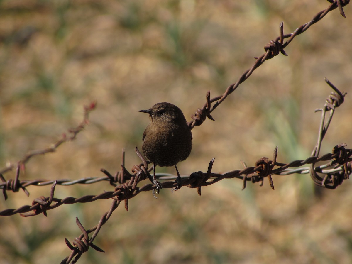 Eurasian Wren - ML140750321