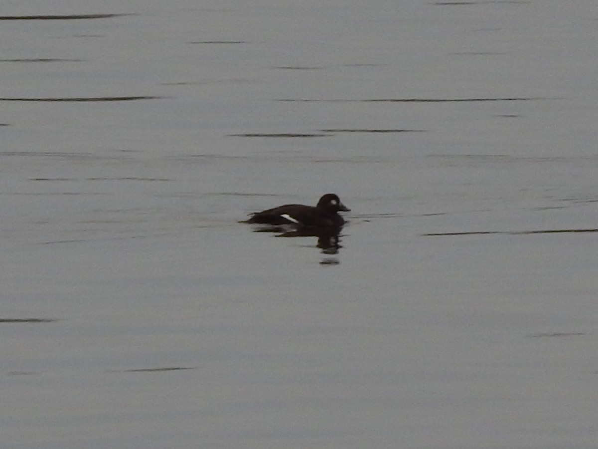 White-winged Scoter - ML140751611