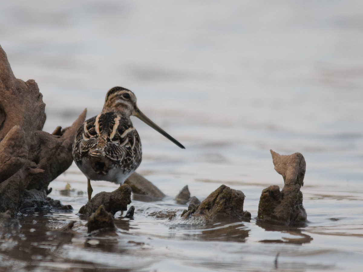 Common Snipe - ML140752791