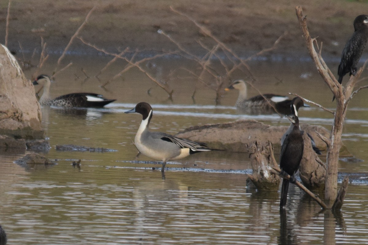 Northern Pintail - ML140753091