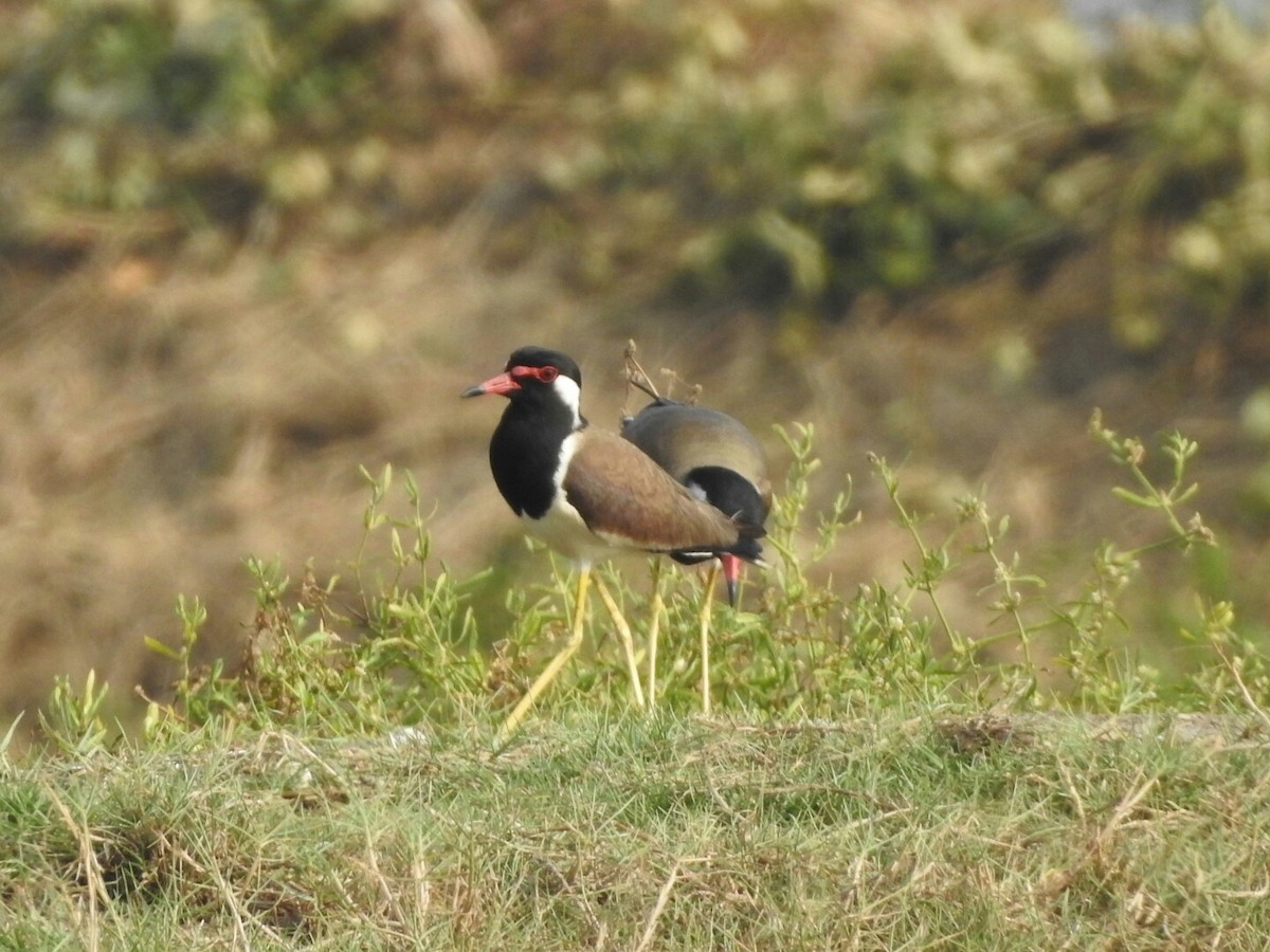 Red-wattled Lapwing - ML140754431