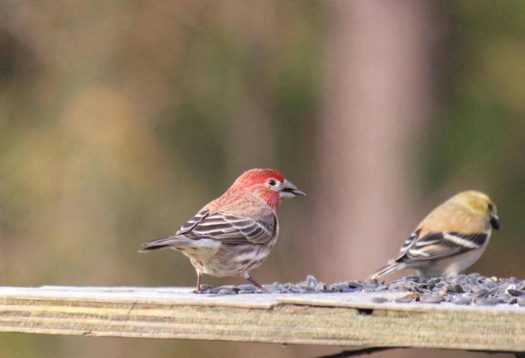House/Purple Finch - ML140754921