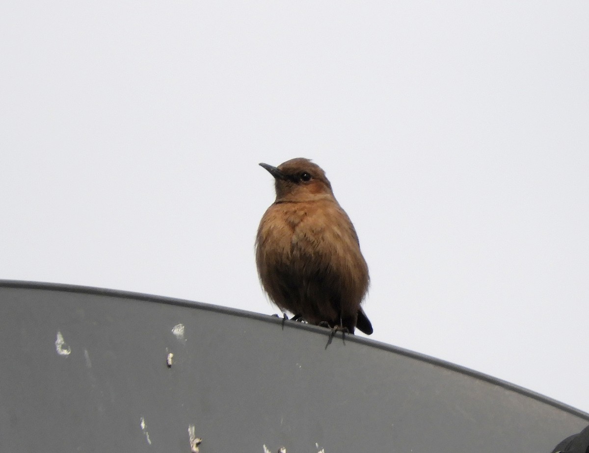 Brown Rock Chat - ML140754931