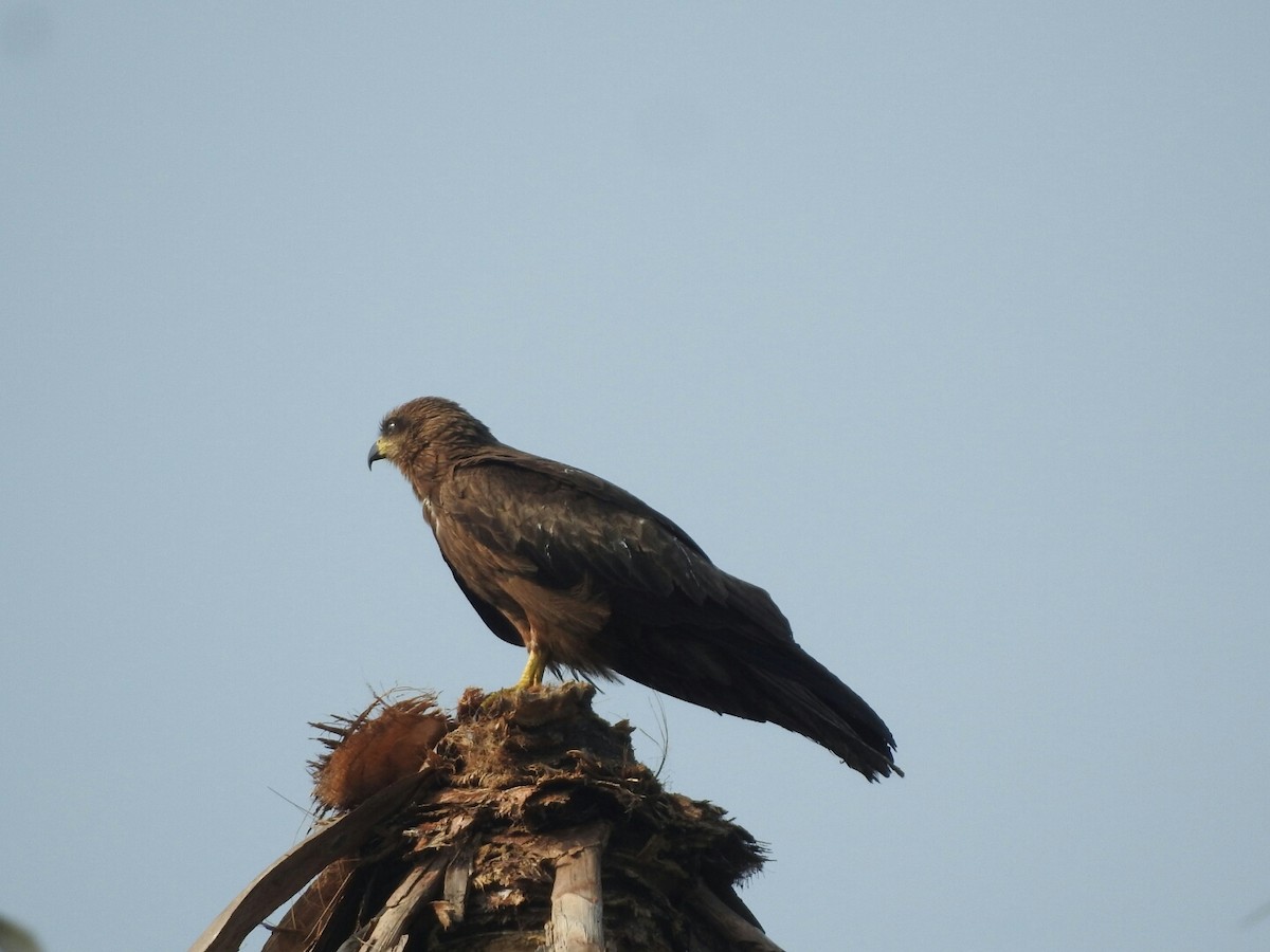 黑鳶 - ML140755061