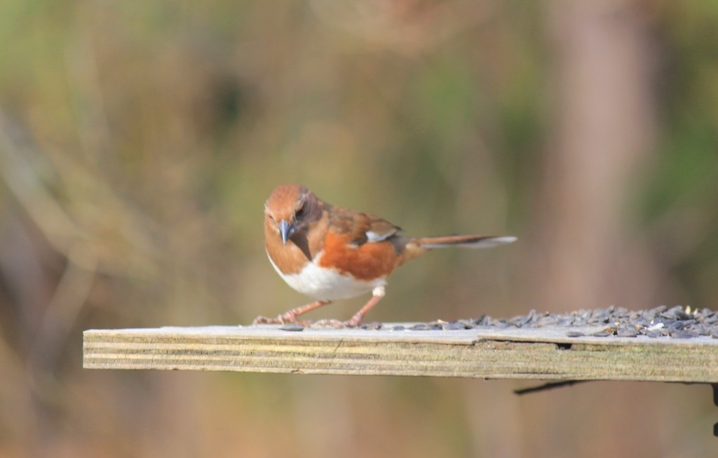 Eastern Towhee - ML140755071