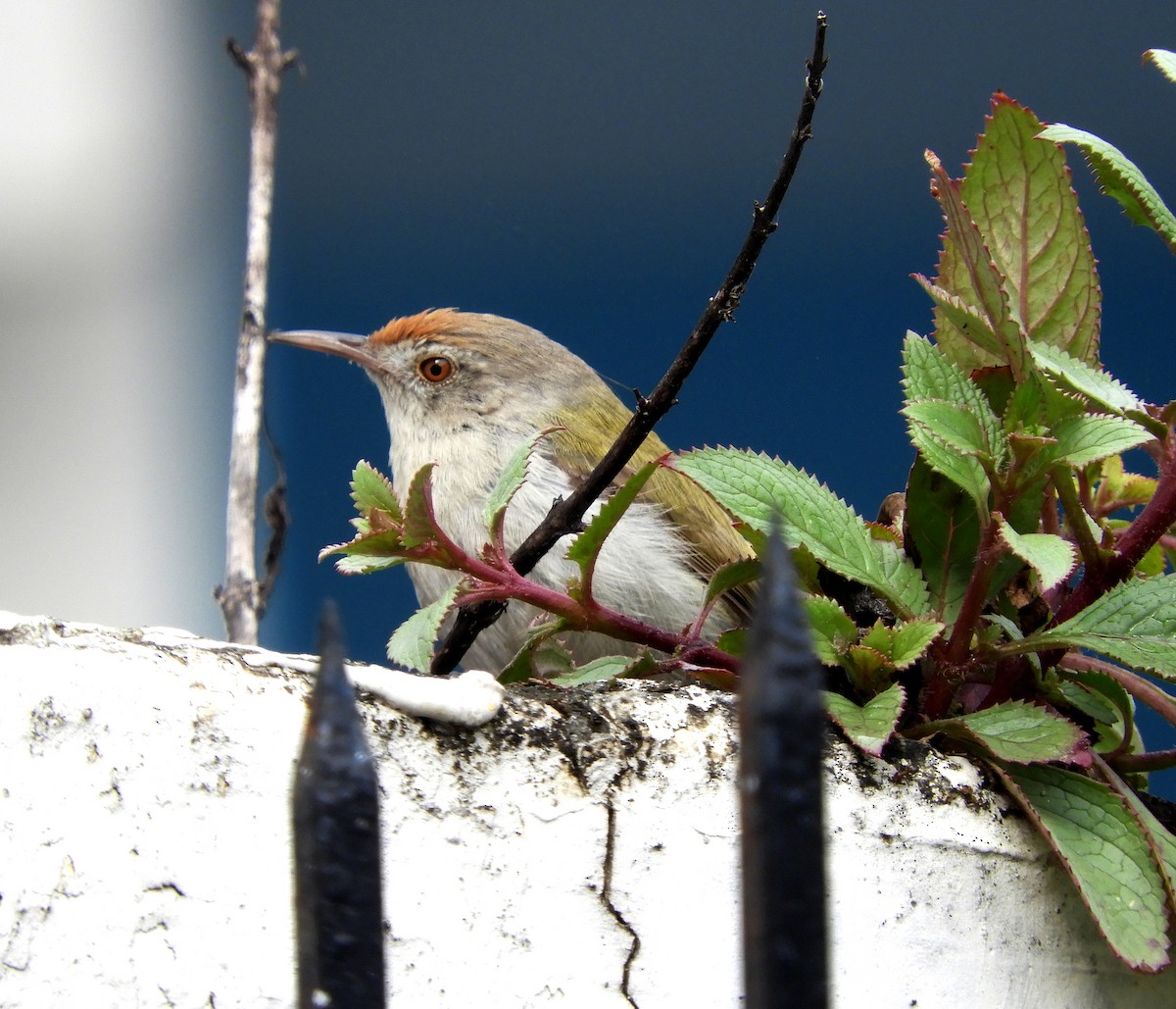 Common Tailorbird - ML140755171