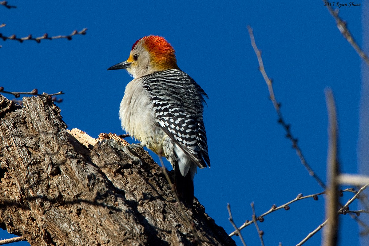 Golden-fronted Woodpecker - Ryan Shaw