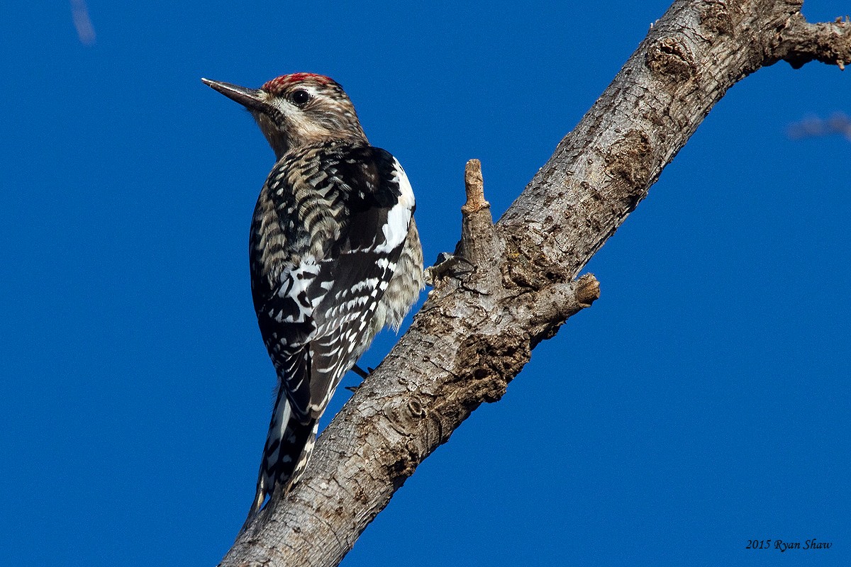 Yellow-bellied Sapsucker - ML140755311