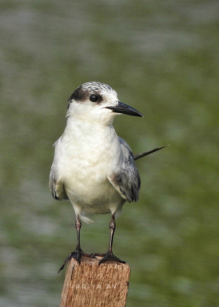 Whiskered Tern - ML140755631