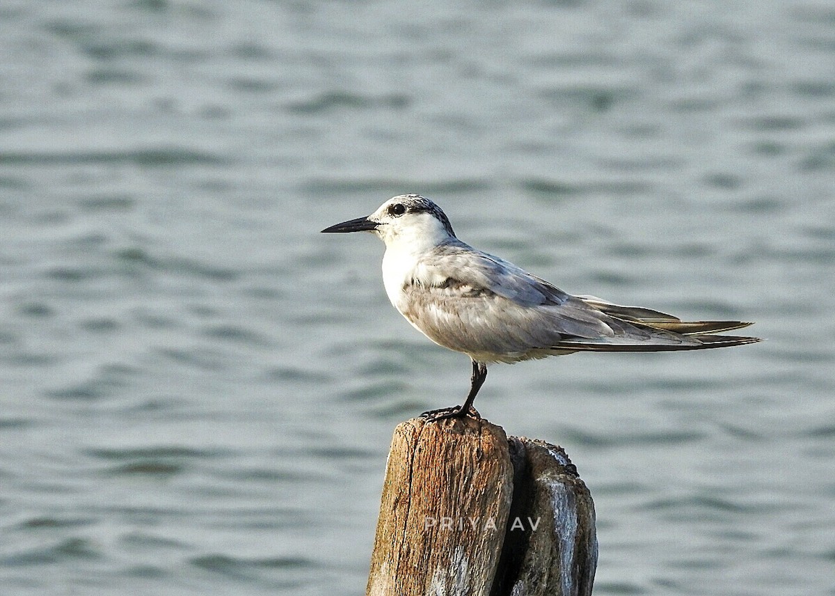 Whiskered Tern - ML140755821