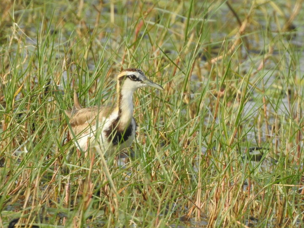 Jacana à longue queue - ML140756261