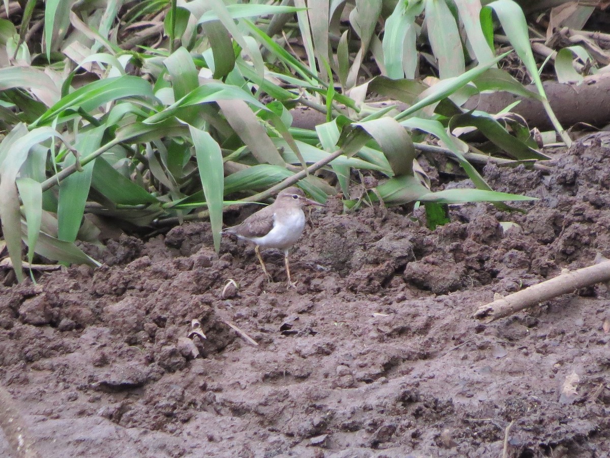 Spotted Sandpiper - ML140757761