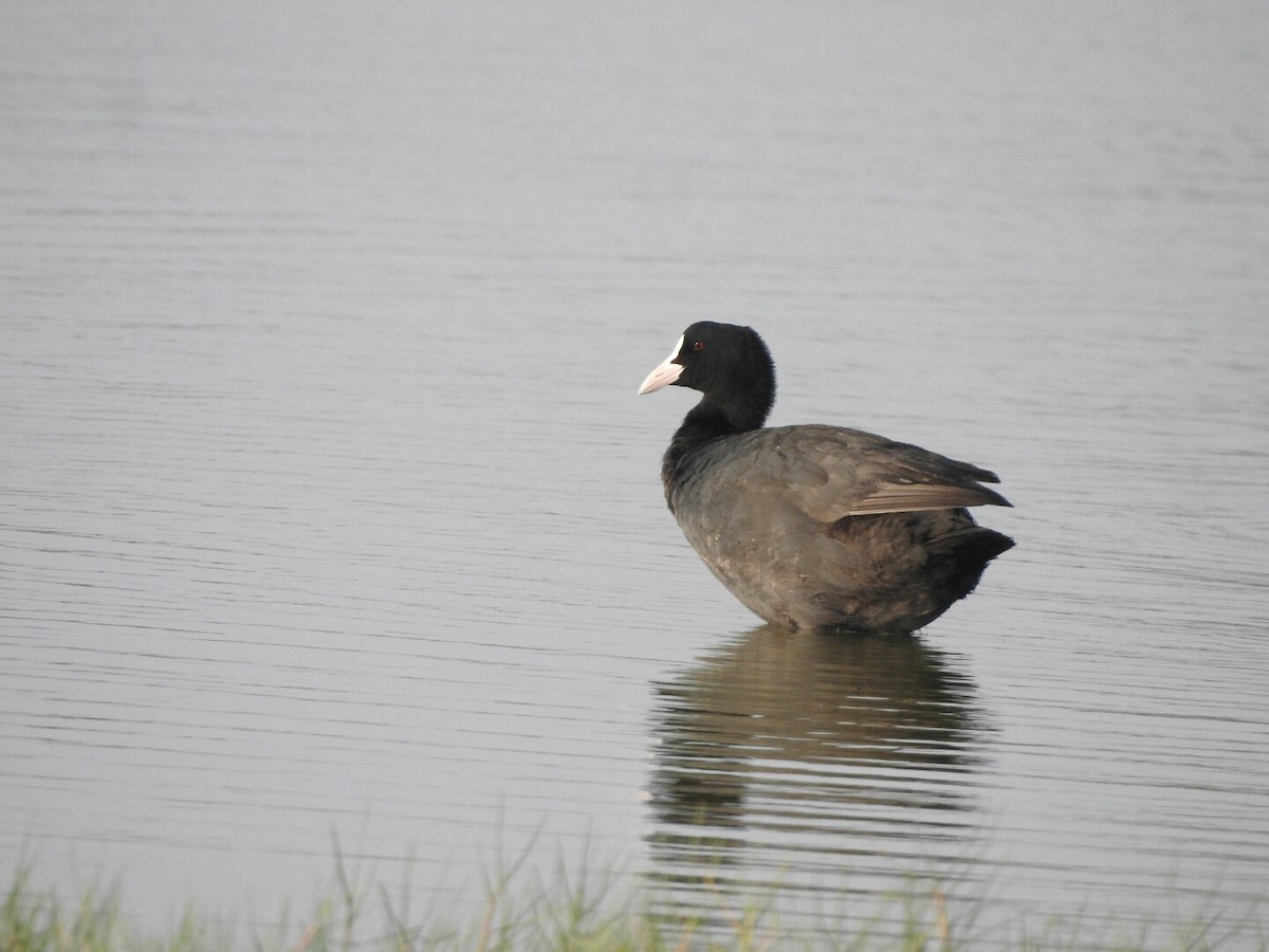 Eurasian Coot - ML140758051