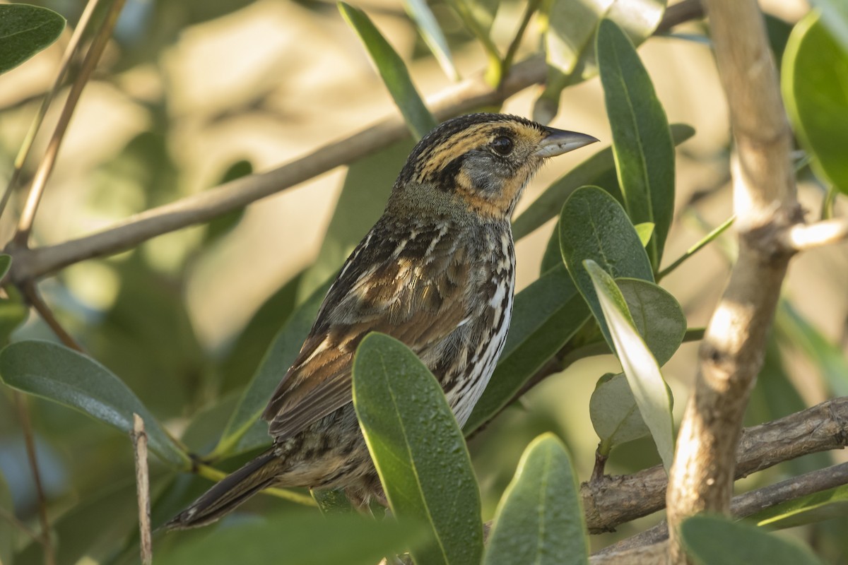 Saltmarsh Sparrow - Peter Hawrylyshyn