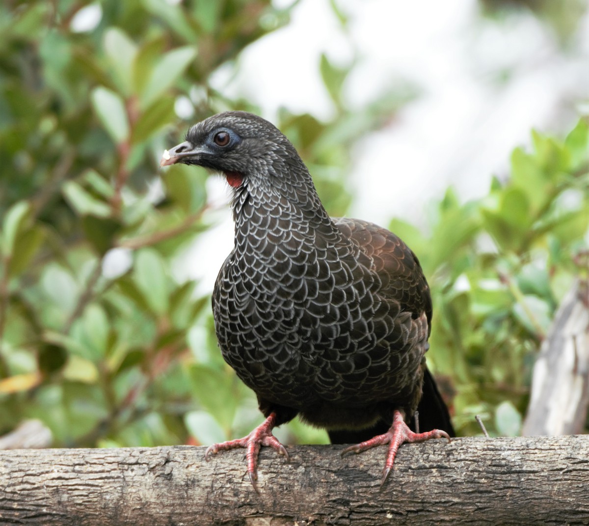 Andean Guan - ML140762611