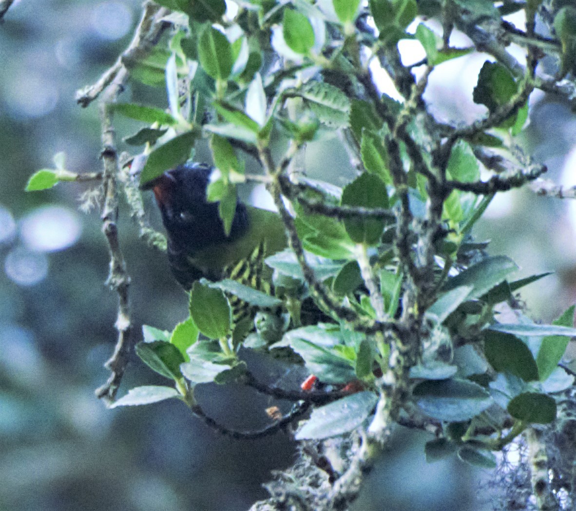 Cotinga barré - ML140762821