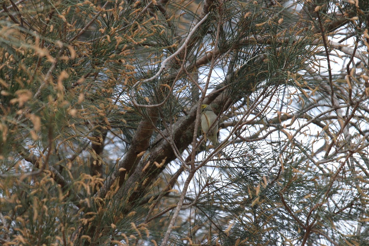 medosavka žlutohlavá - ML140763601