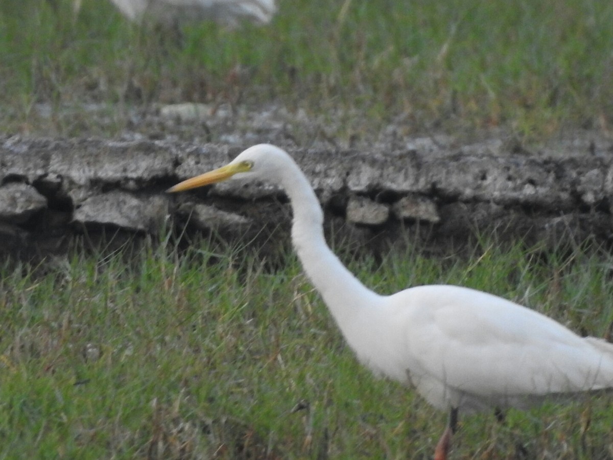 Medium Egret - ML140763621