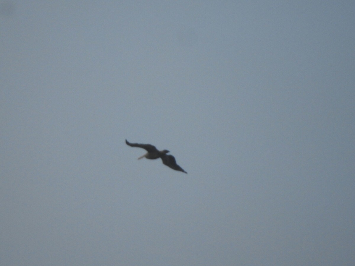 Spot-billed Pelican - ML140764721