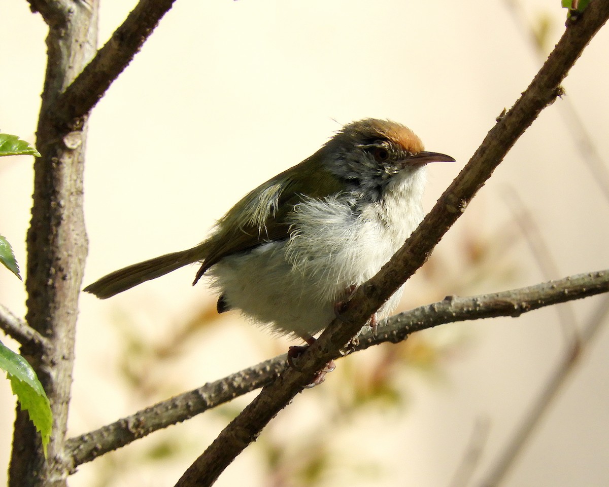 Rotstirn-Schneidervogel - ML140764741