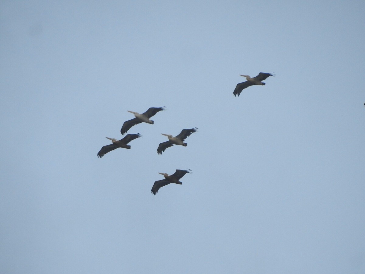 Spot-billed Pelican - ML140764831