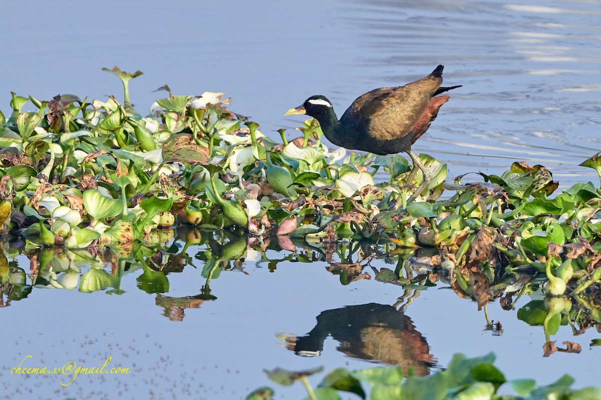 Bronze-winged Jacana - ML140764881