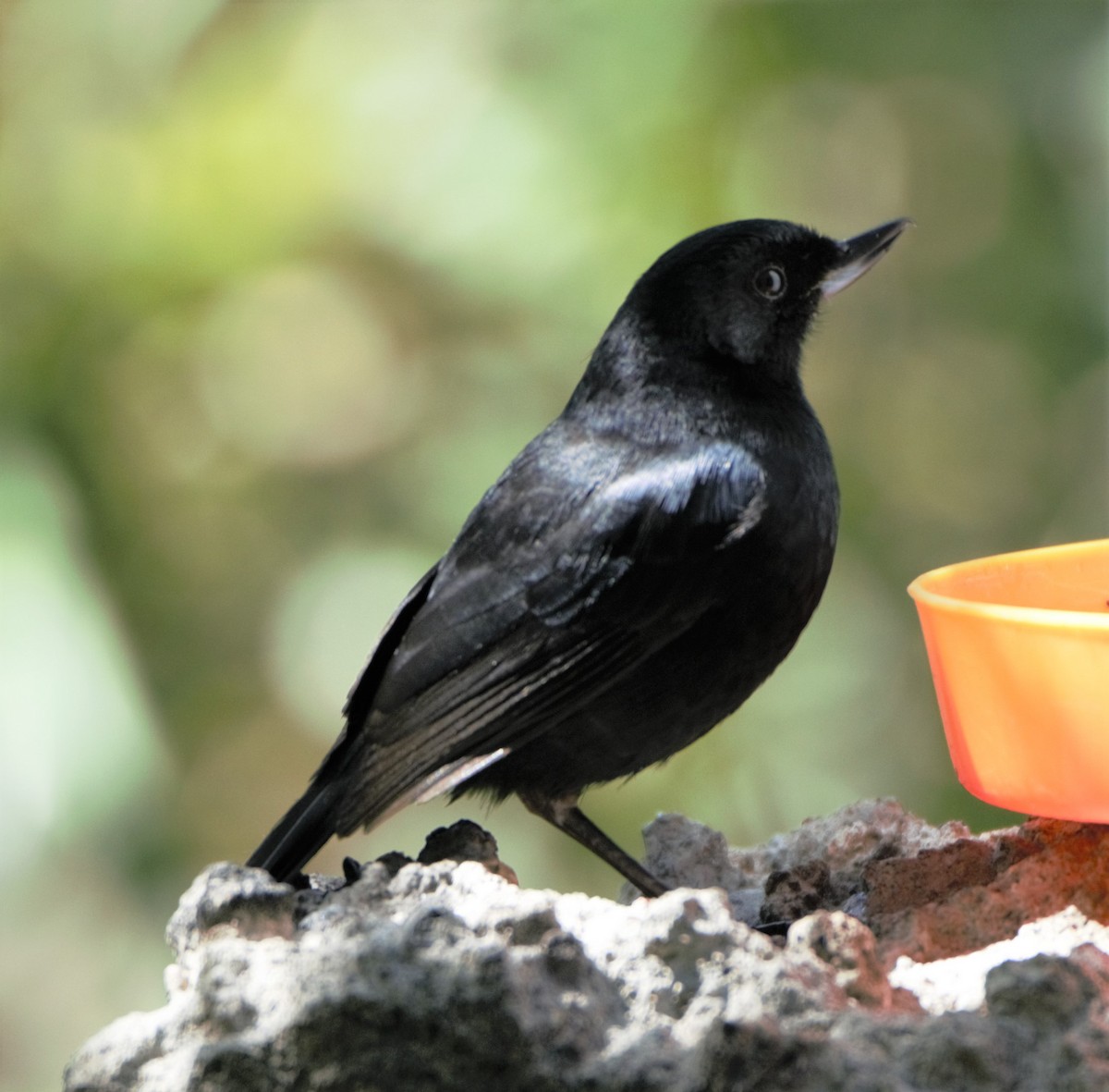 Glossy Flowerpiercer - ML140765381