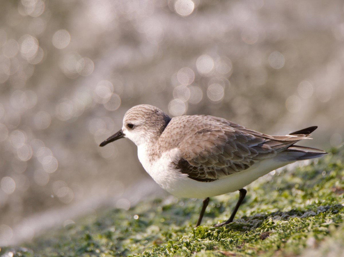 Sanderling - Marcia Balestri