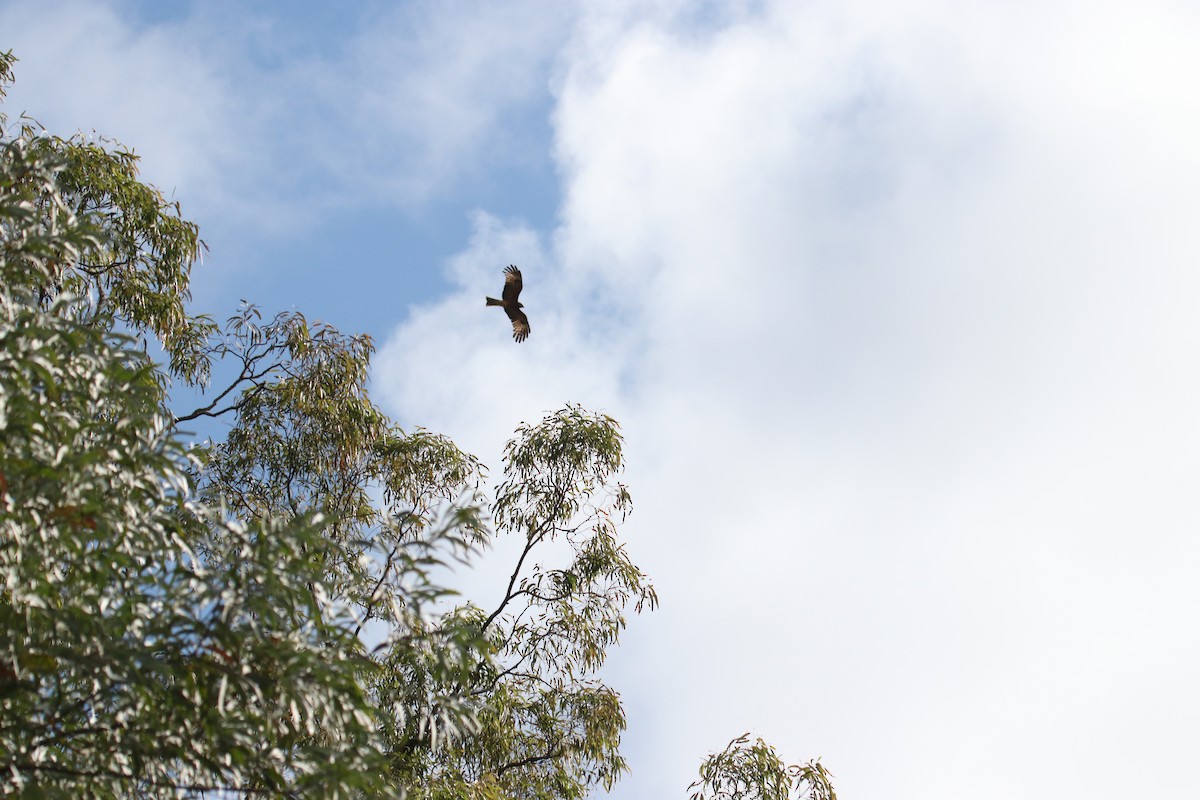 Square-tailed Kite - ML140765631