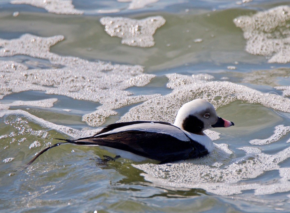 Long-tailed Duck - Marcia Balestri