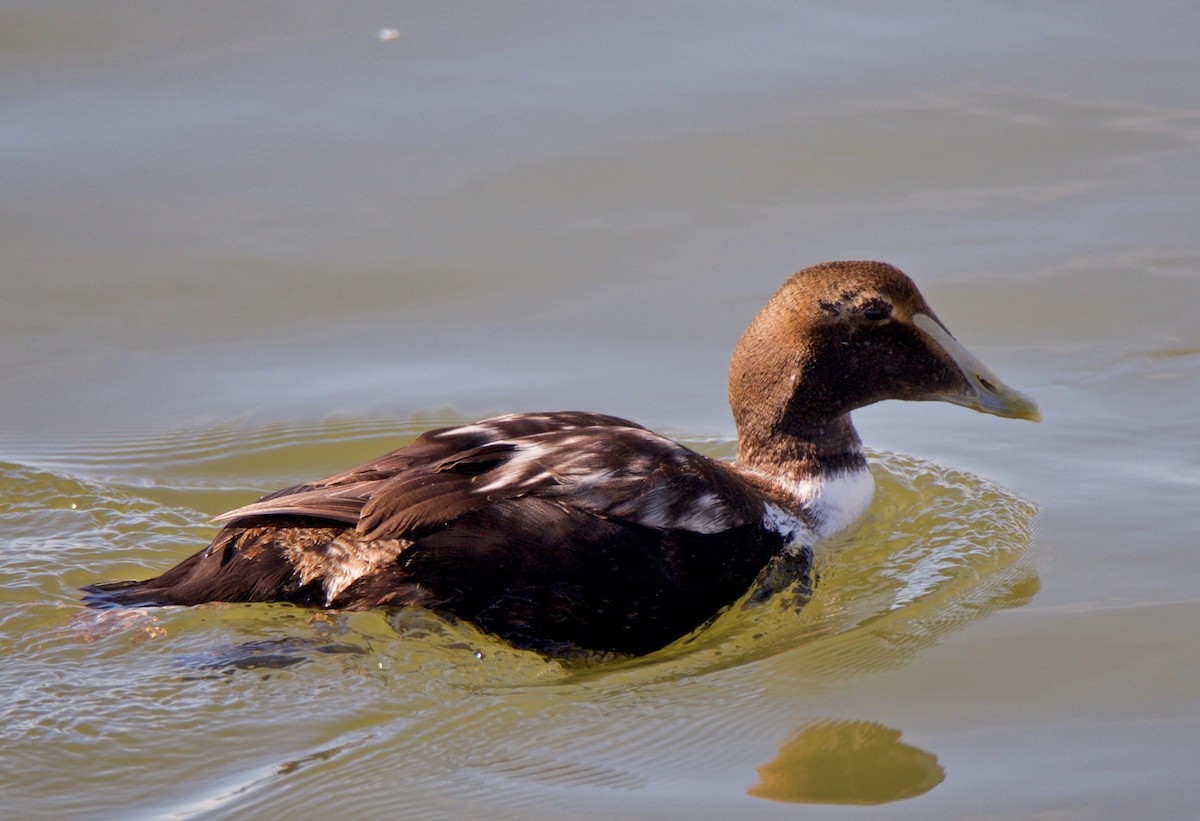 Common Eider - Marcia Balestri