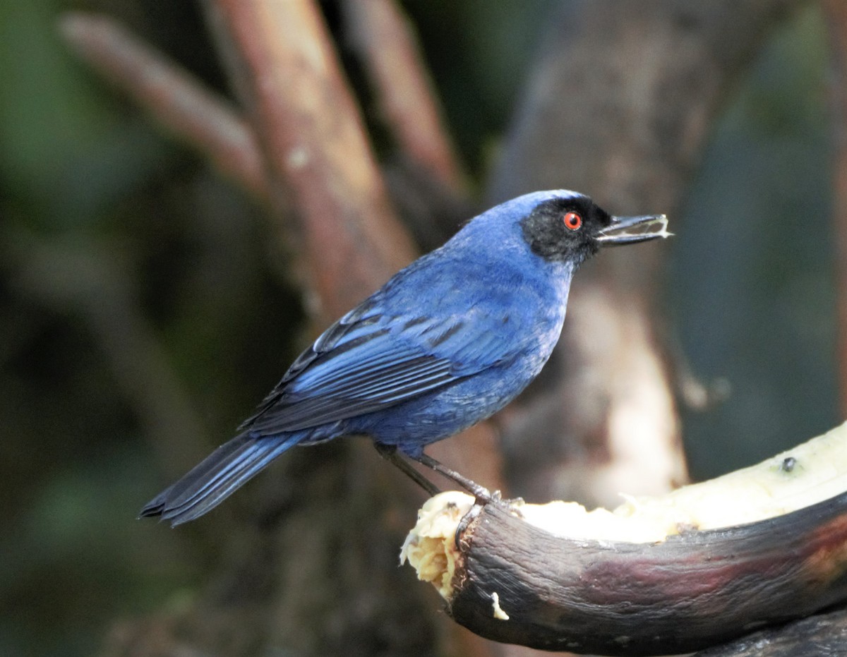 Masked Flowerpiercer - ML140765901