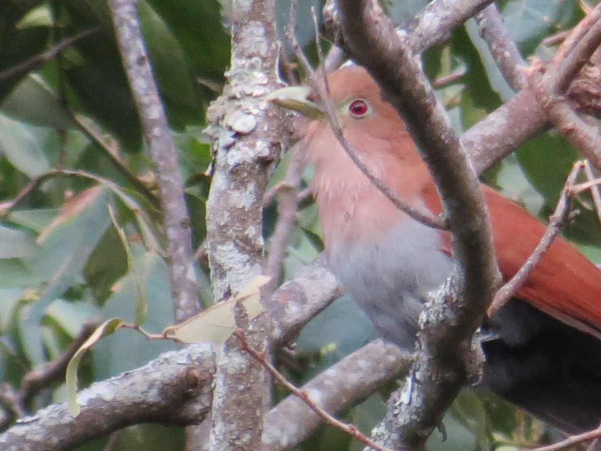 Squirrel Cuckoo - ML140766721